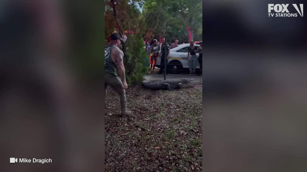 Florida man wrangles gator outside school